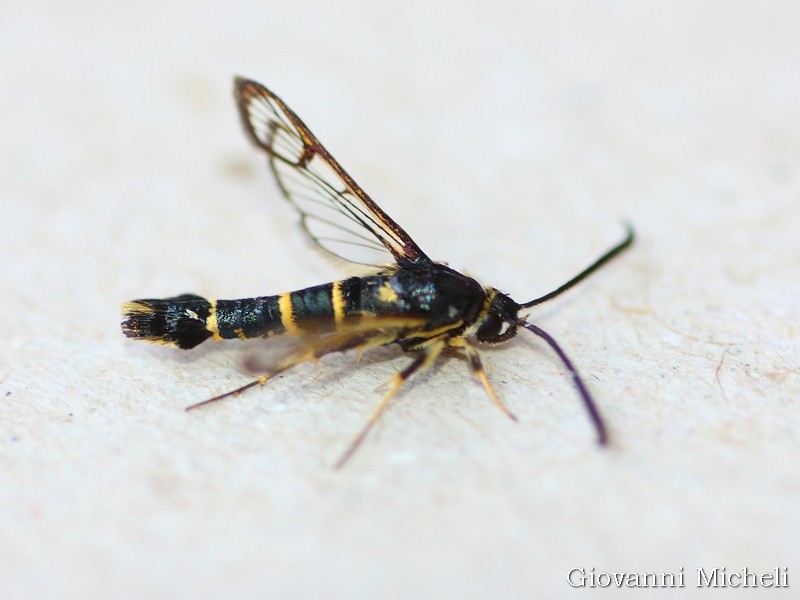 Sesiidae da determinare: Synanthedon spuleri